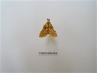 藏品(碎斑黃東燈蛾)的圖片